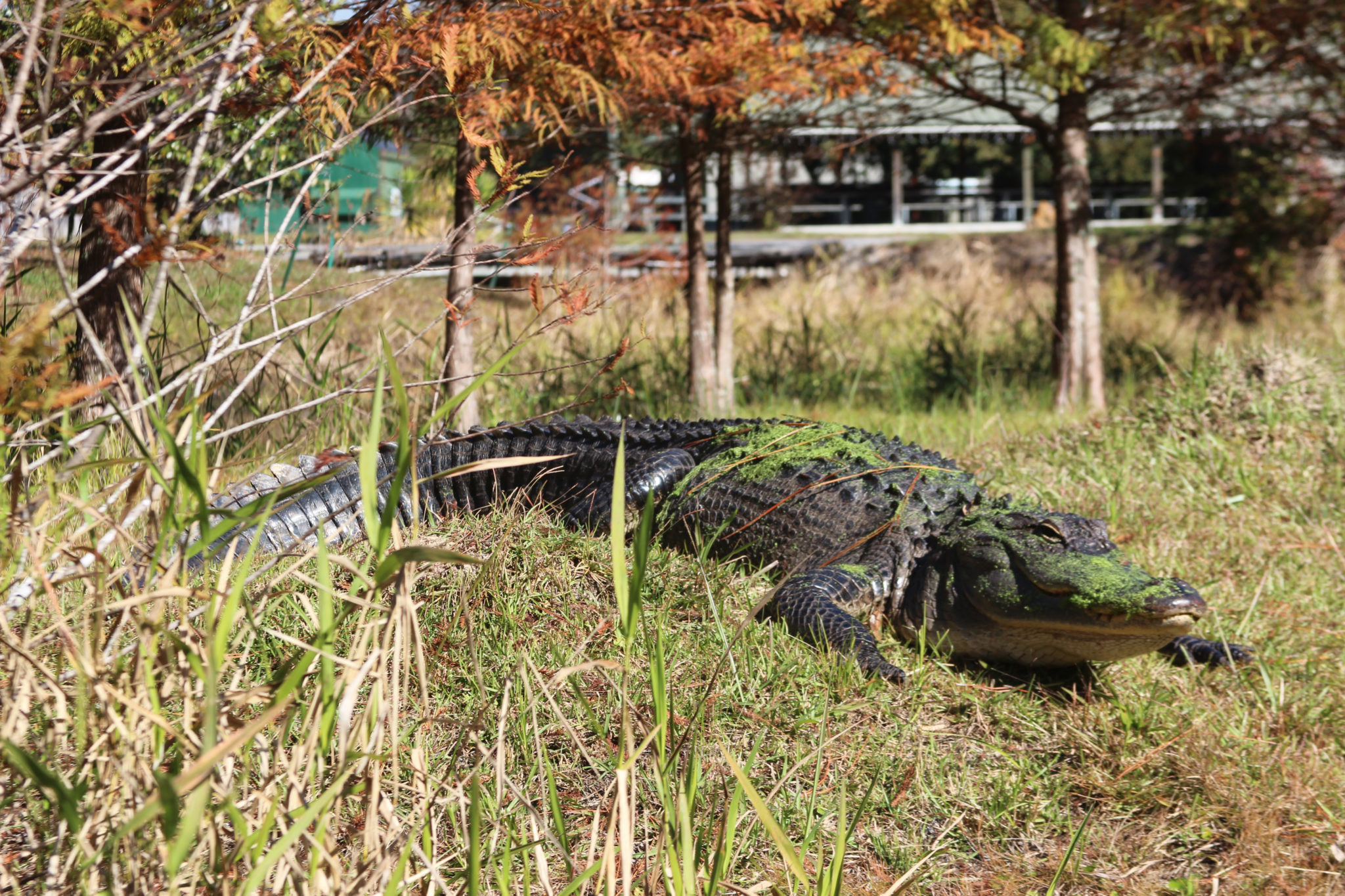 Wildlife in the marshes of Waycross, GA