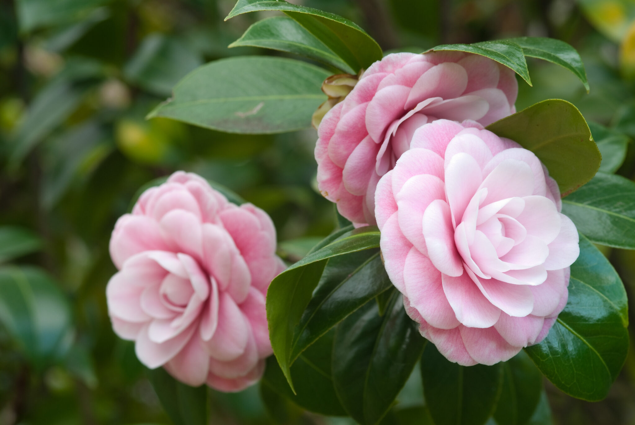 Cuidado de las camelias Cuidado de las camelias