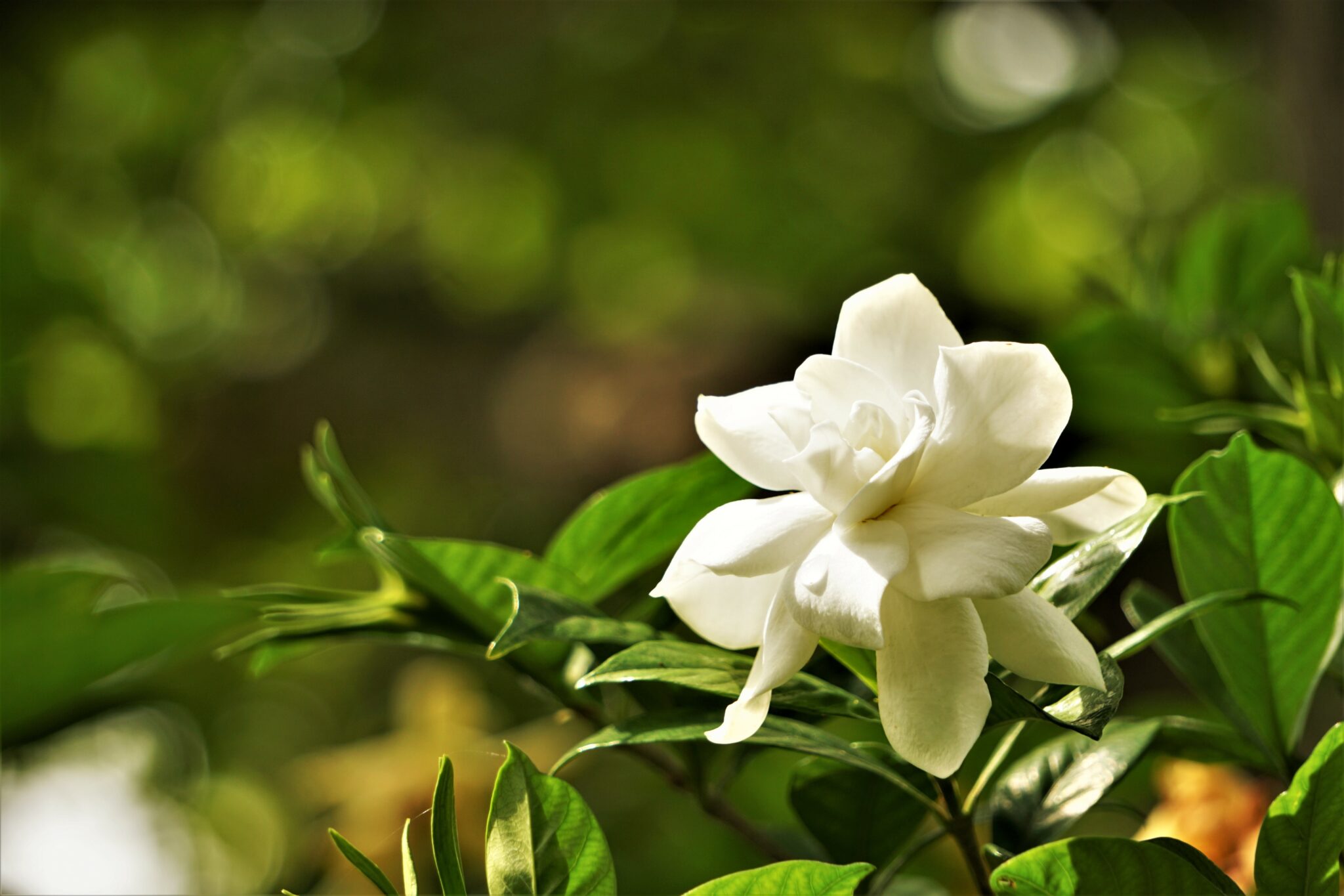 Top 25 Flowers Found in