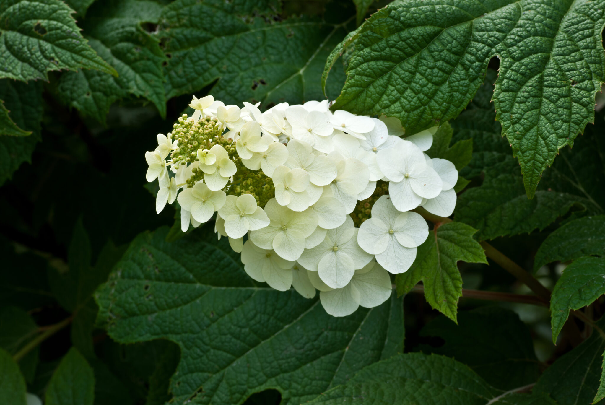 Top 25 Flowers Found in