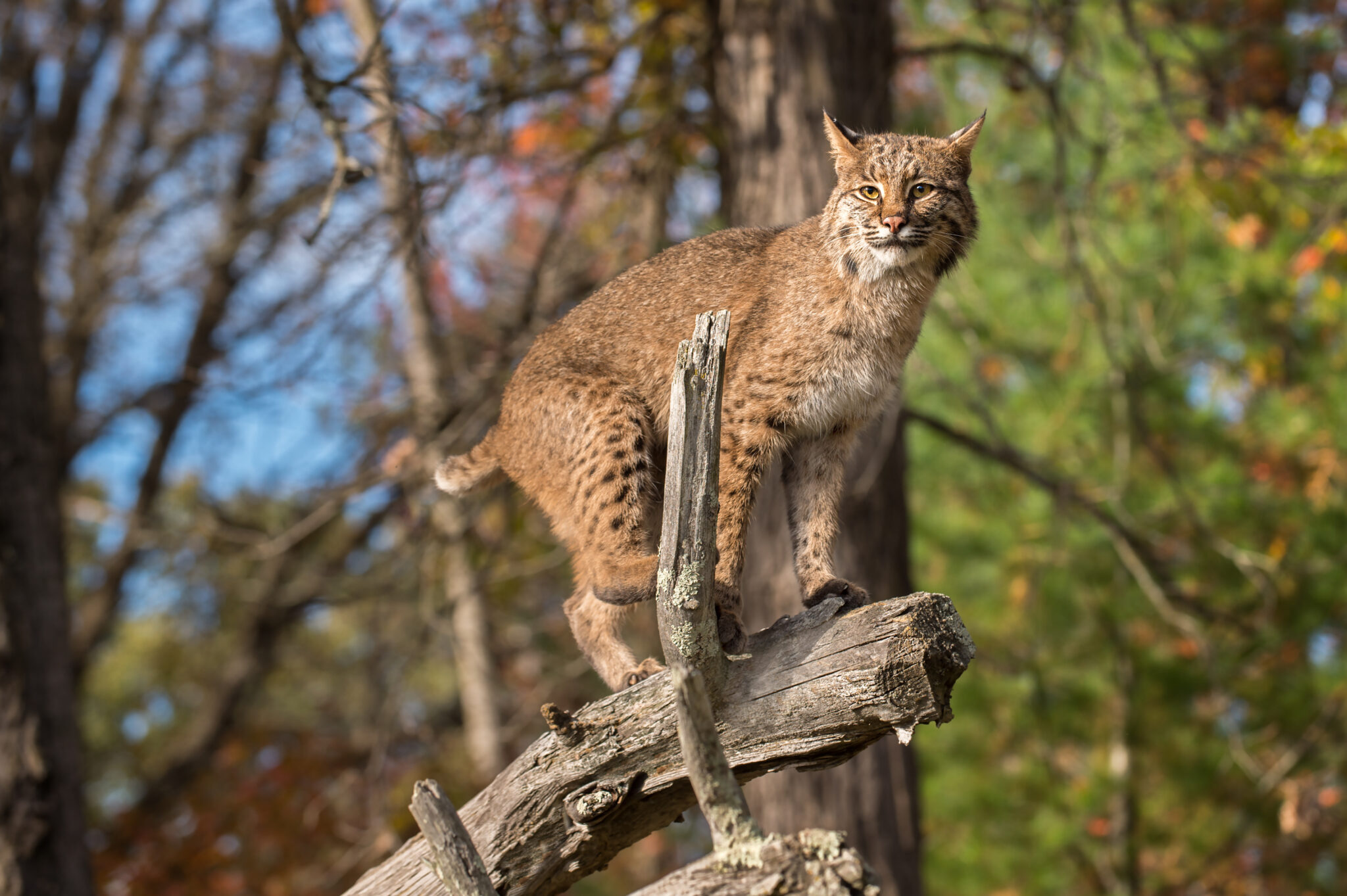 Top Native Georgia Animals