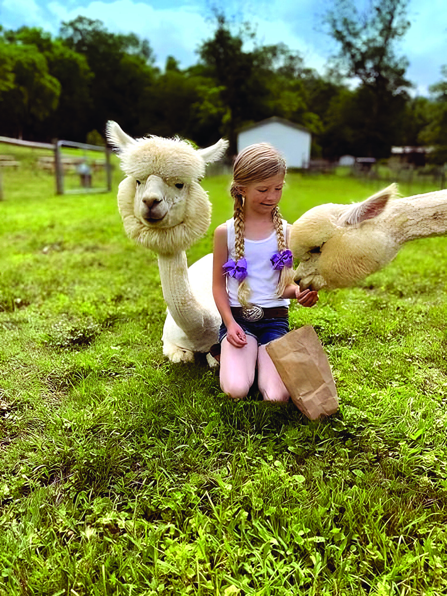 young girl feeding two alpacas
