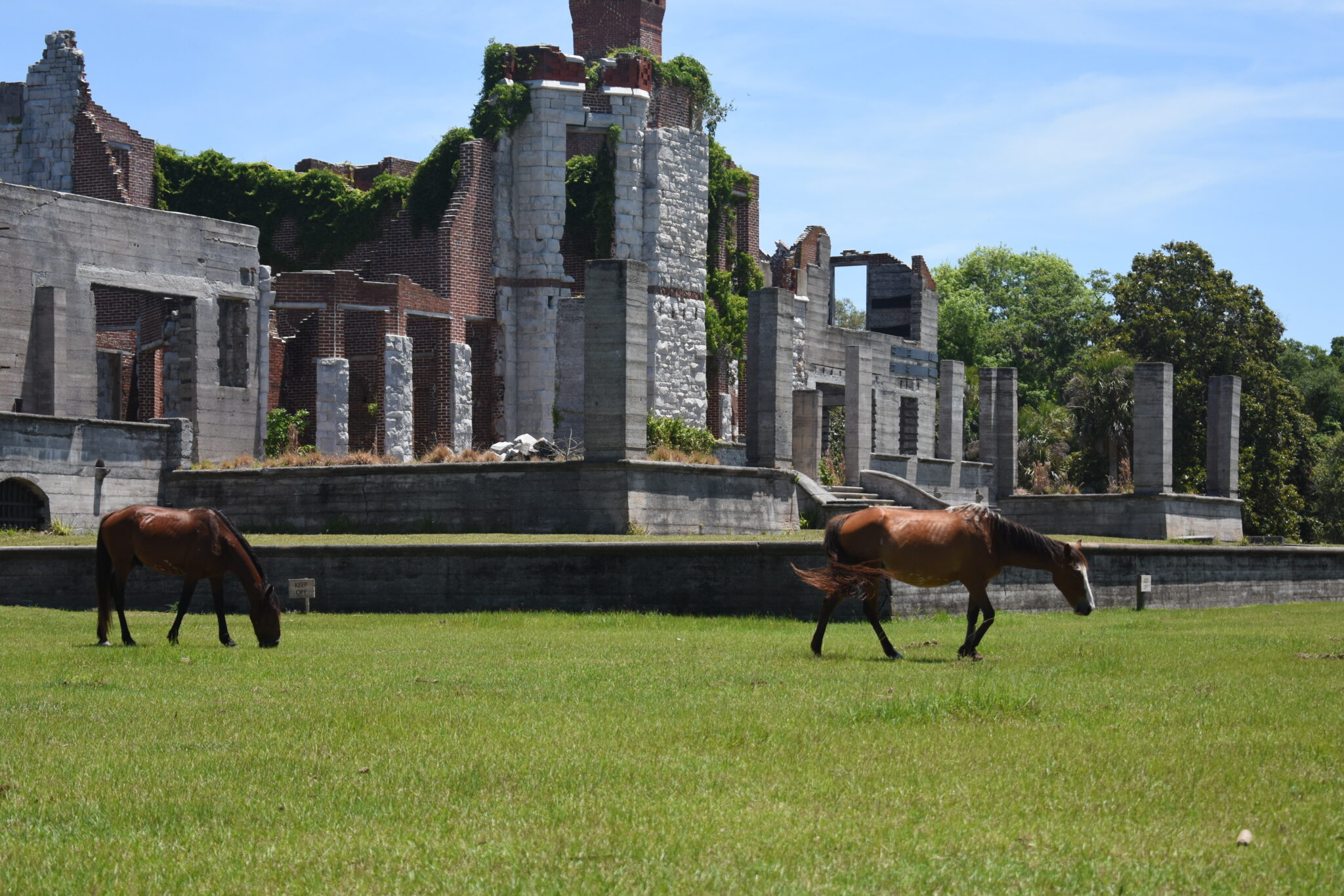 Ruins of Dungeness mansion with wild horses in front