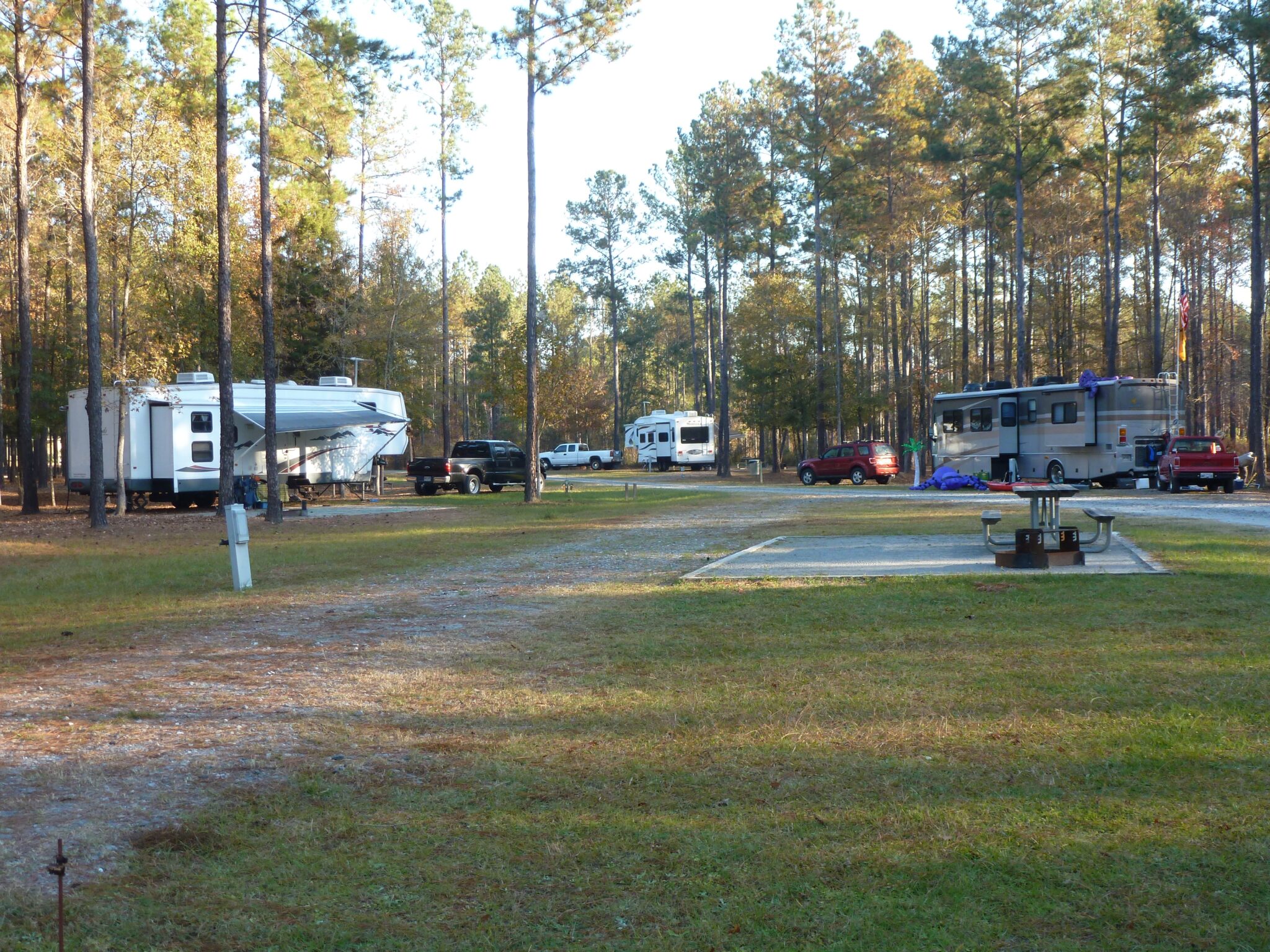 RVs parked in flat spaces with pine trees towering over them