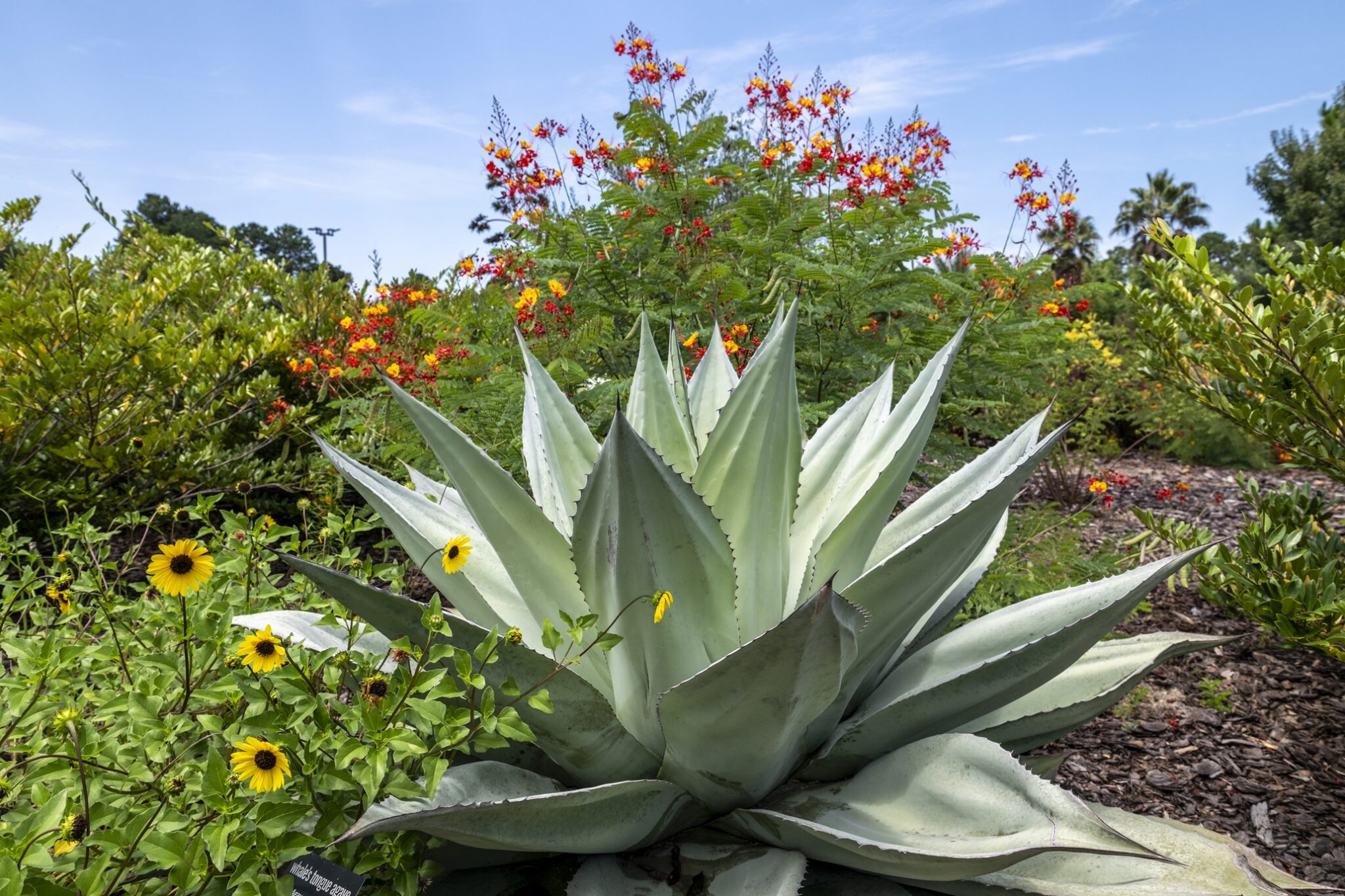 Large agave-type plant with spiky leaves